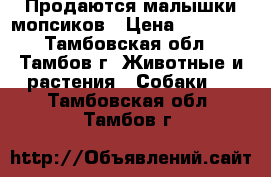 Продаются малышки мопсиков › Цена ­ 14 000 - Тамбовская обл., Тамбов г. Животные и растения » Собаки   . Тамбовская обл.,Тамбов г.